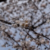桜9