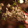 桜5