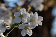 桜2