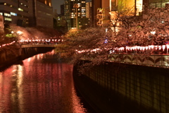 桜7
