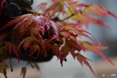 雨と紅葉