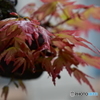 雨と紅葉