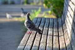 ペンチと鳩