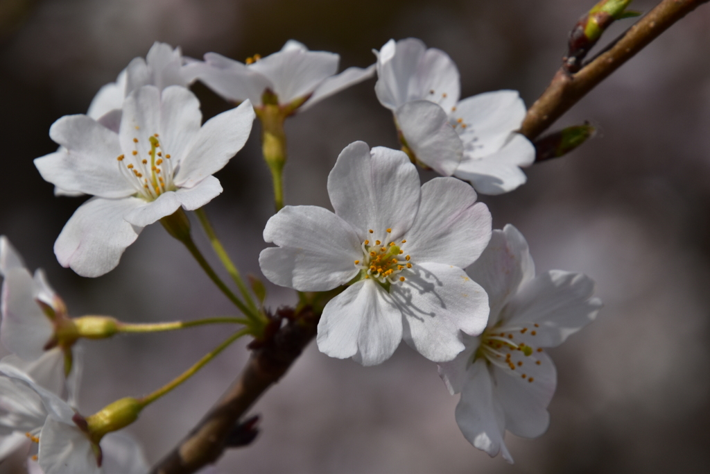 桜8