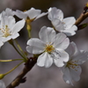 桜8