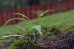 小さい葉