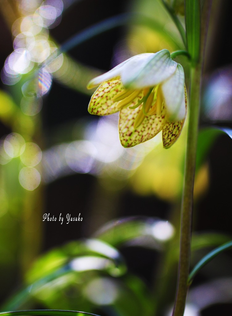 庭の花(バイモ）