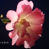 庭の薔薇(マチルダ）
