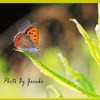 庭の生き物（ベニシジミ蝶）
