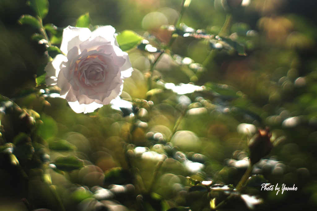 庭の花（薔薇ニューウェーブ）