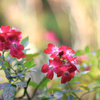 庭の薔薇（マジュリーフェアー）