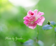 庭の薔薇（ピンクアイスバーク）