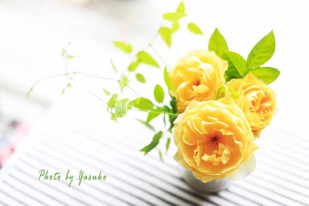 庭の薔薇（グラハムトーマス）