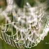 庭のシャンデリア（蜘蛛の糸）