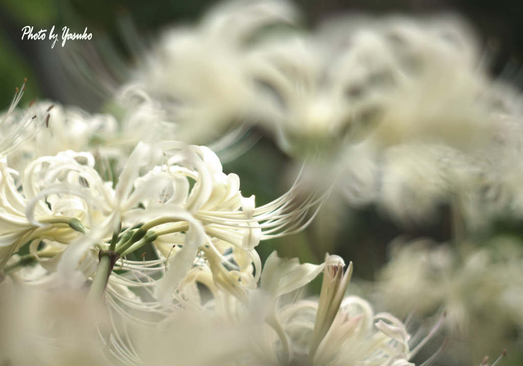 庭の花（白曼珠沙華）