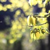 新緑（柿新芽）
