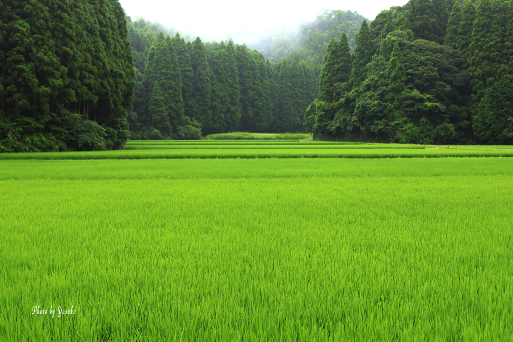 田の風景（グリーンの絨毯）