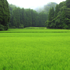 田の風景（グリーンの絨毯）