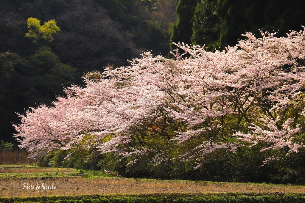 今年の地元の桜(ソメイヨシノ）