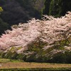 今年の地元の桜(ソメイヨシノ）