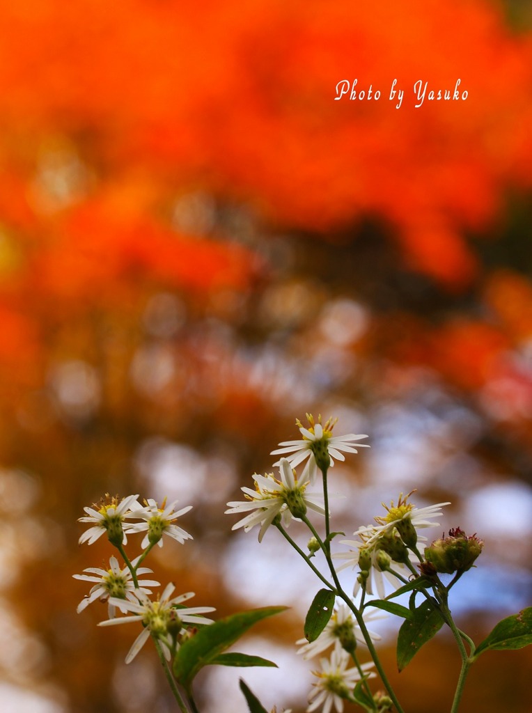 奥日光（野菊と紅葉）