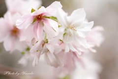 桜