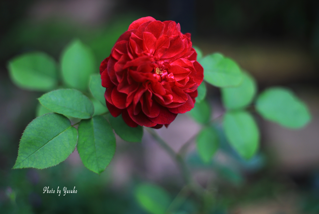 庭の花（薔薇　ダーシーバッセル）