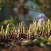 芽だしの頃（ホスタの芽）