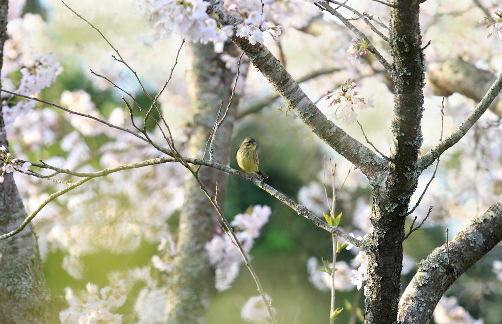 春爛漫　花見