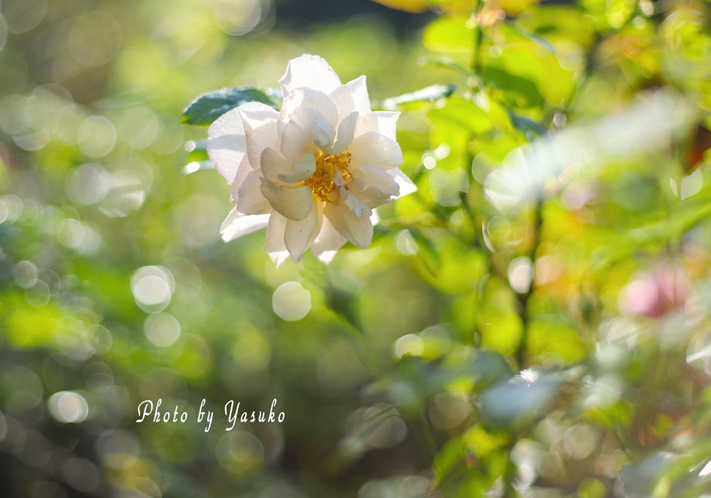 庭の薔薇