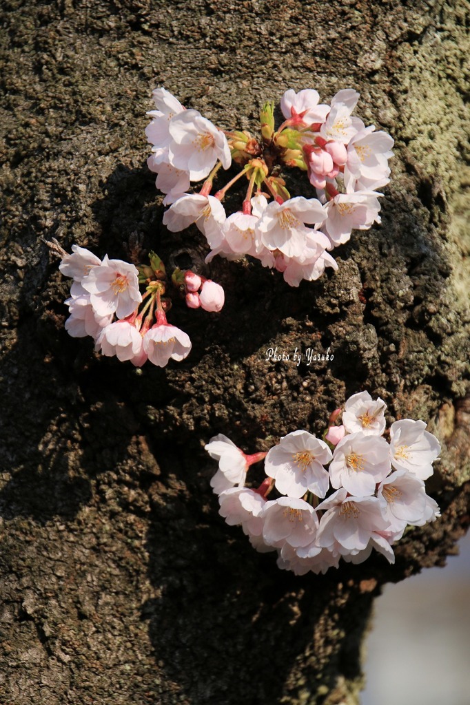 庭の花(桜）