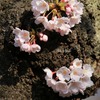 庭の花(桜）