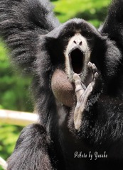 千葉動物園にて（フクロテナガザル）