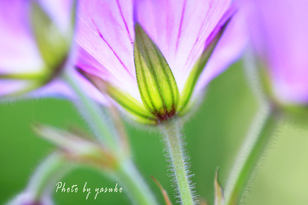 庭の花（ゲラニューム　ジョンソンブルー）