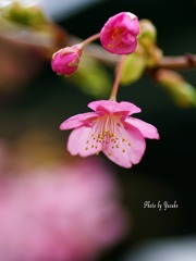 花（河津桜）