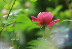 庭の花(薔薇）