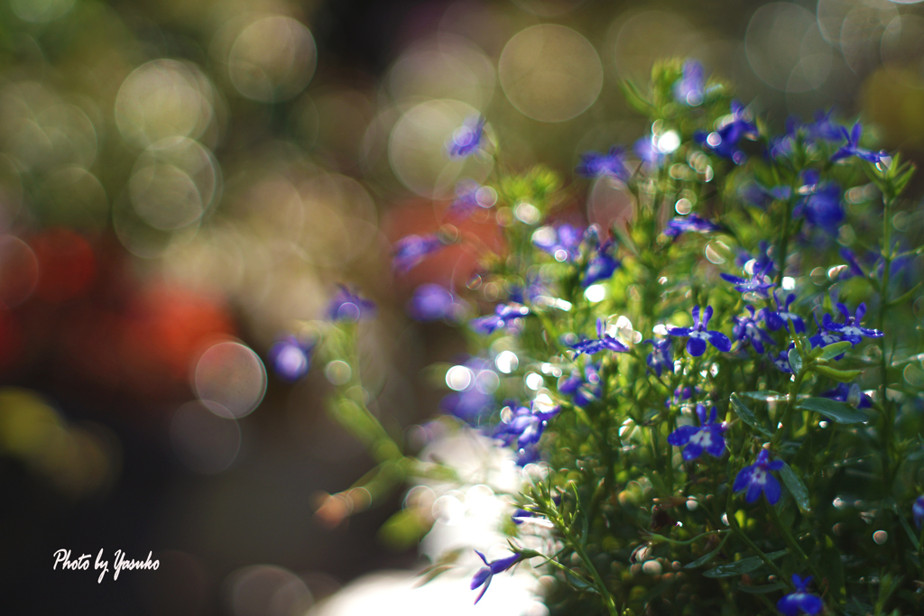 庭の花（ロベリア）