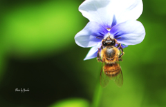 庭の昆虫（ミツバチ）