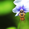 庭の昆虫（ミツバチ）