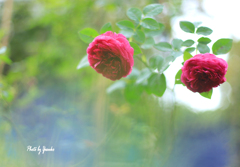 庭の花（薔薇）