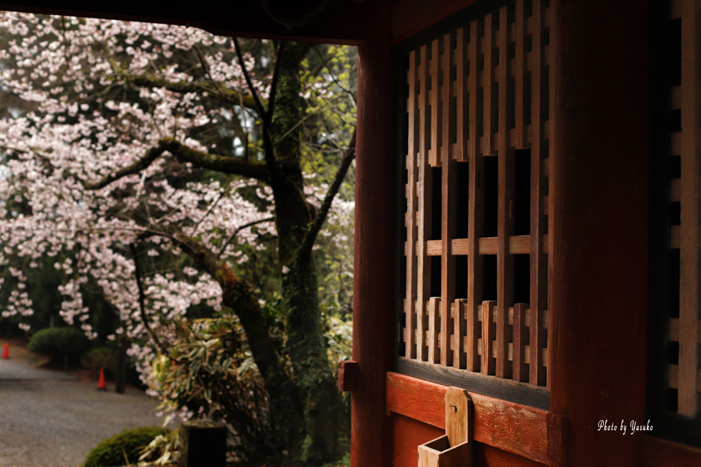 お寺の桜