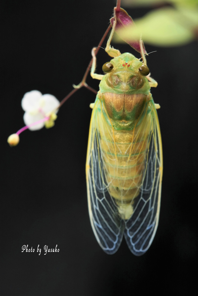 庭の昆虫(蝉）はいできあがり(*^^*)ﾎﾟｯ