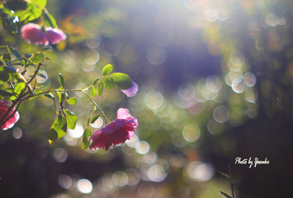 庭の花（薔薇）