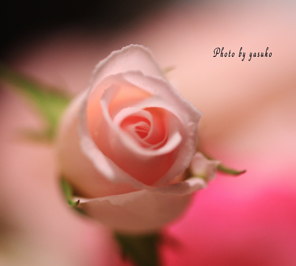 庭の薔薇(ピンクシフォン）