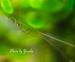 庭の生き物（蜘蛛）