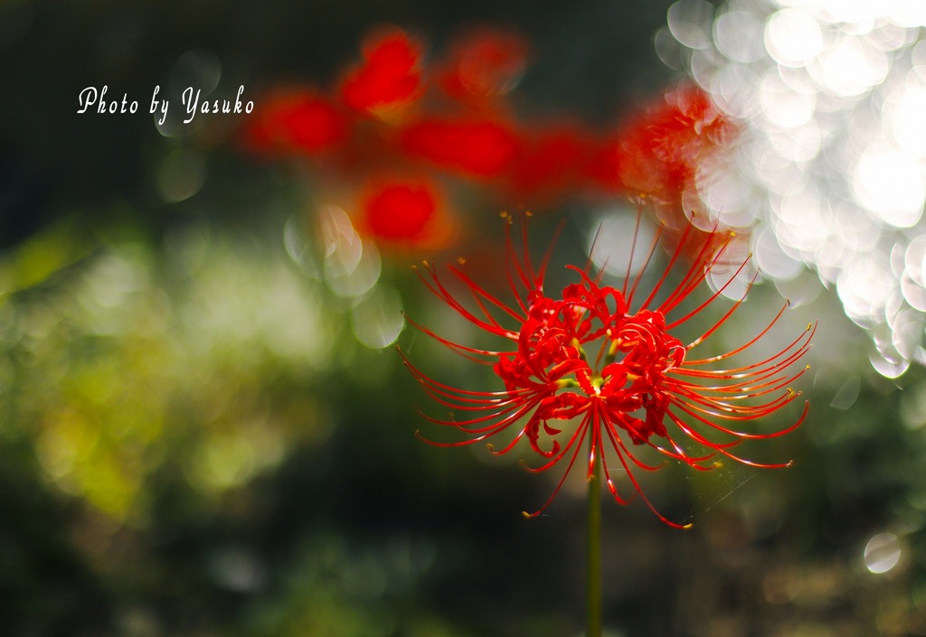 花　（曼珠沙華）