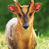 我が家の周りの野生動物（キョン）