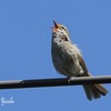 鳥(ウグイス）
