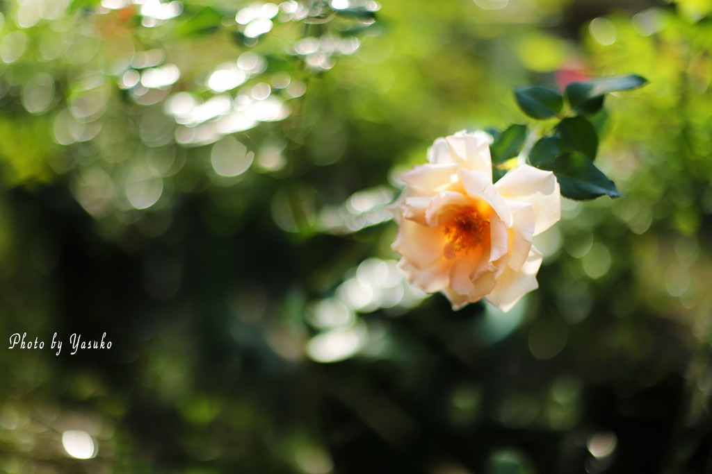 庭の薔薇（ジュリア）