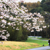 自宅の桜(自宅の窓から）